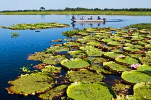 Turismo No Brasil: 10 Destinos Imperdíveis Para Viver Antes de Partir! 4 Pantanal